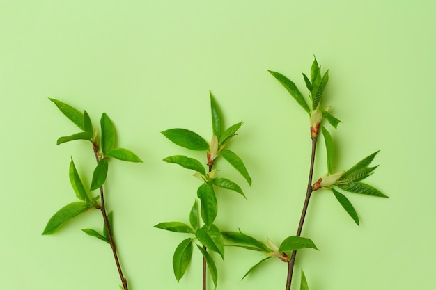 Three young green branchs on green eco background