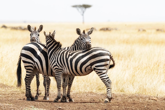 Three Zebra Friends in Africa