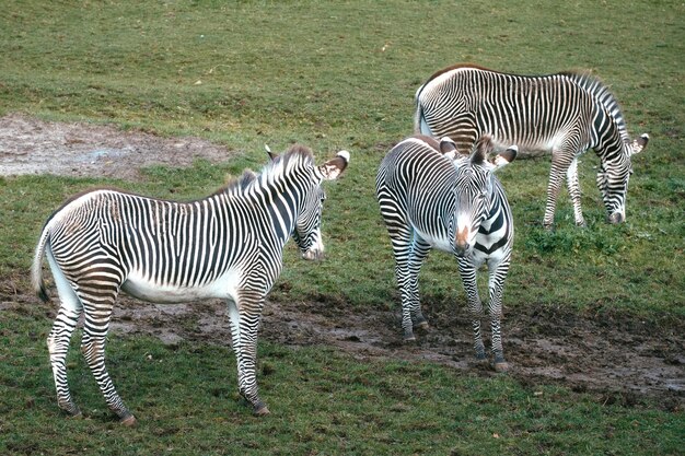 Foto tre zebre che si nutrono di erba verde