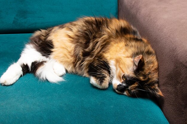 Threecolor cat resting on the couch closeup