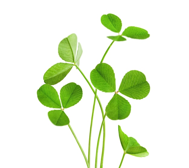 Threeleaf clover bush on a white isolated background