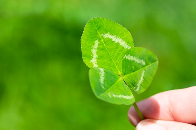 Threeleaf clover in a woman's hand selective focus