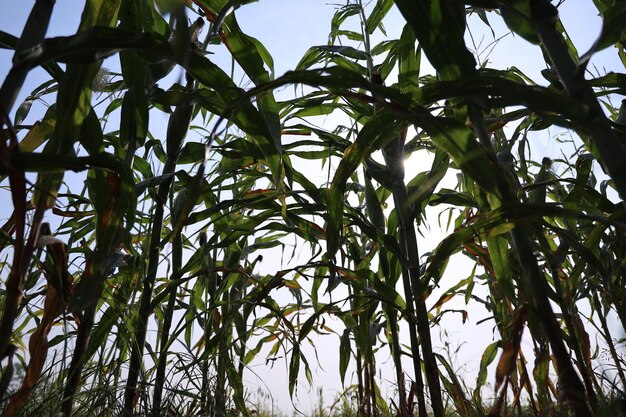 Thriving Green Maize Corn Plantations