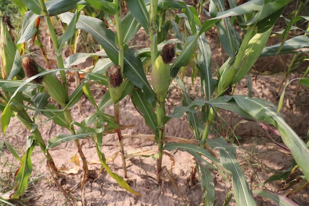 Photo thriving green maize corn plantations