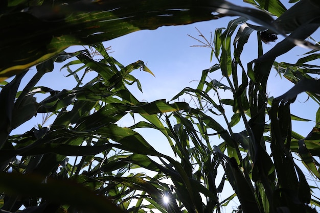 Foto prospere piantagioni di mais verde