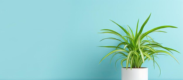 Thriving indoor spider plant in vivid green