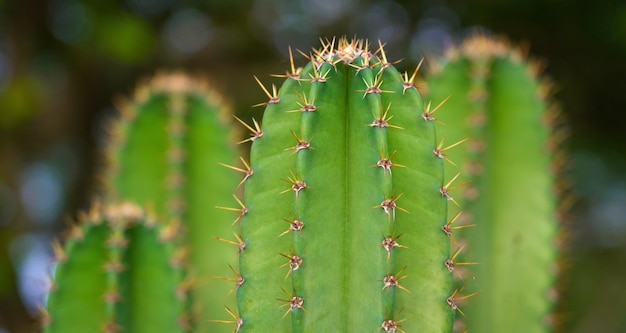 Throny Cactus plant in Nature