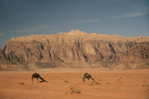 Through the desert