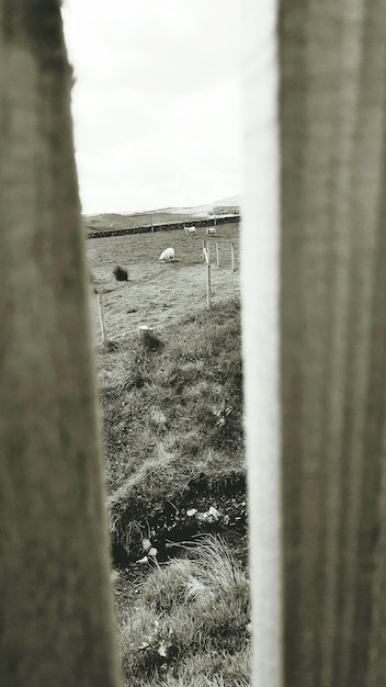 Photo through the fence at dalry