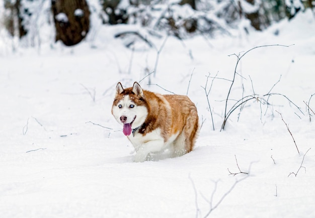 写真 雪の流れを通って