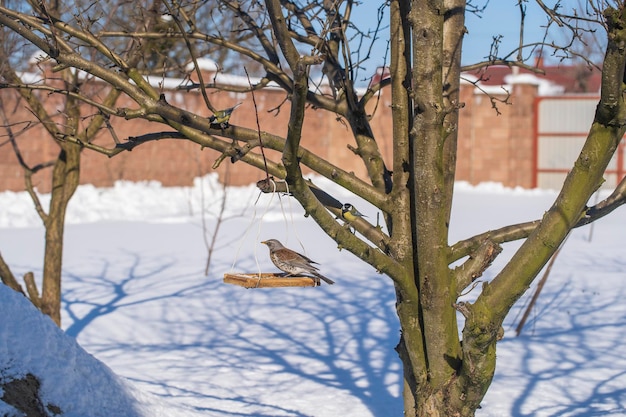 Дрозд и большая синица Parus Major на кормушке зимой крупным планом