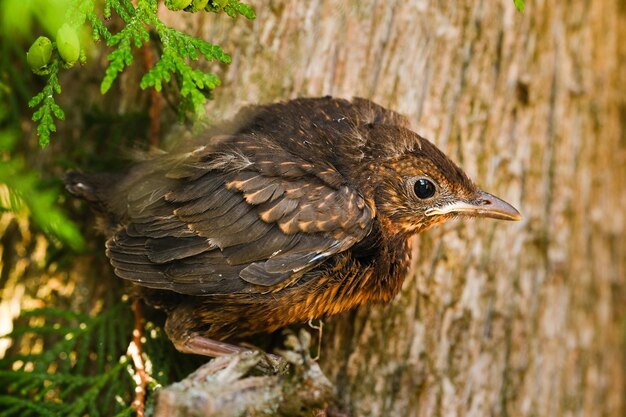 A thrush chick is sitting on a tree branch The bird is a small blackbird sitting on the tree