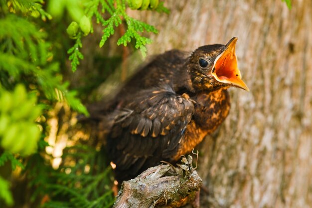 A thrush chick sits on a tree branch with its beak open in search of food The bird is a small blackbird sitting on a tree