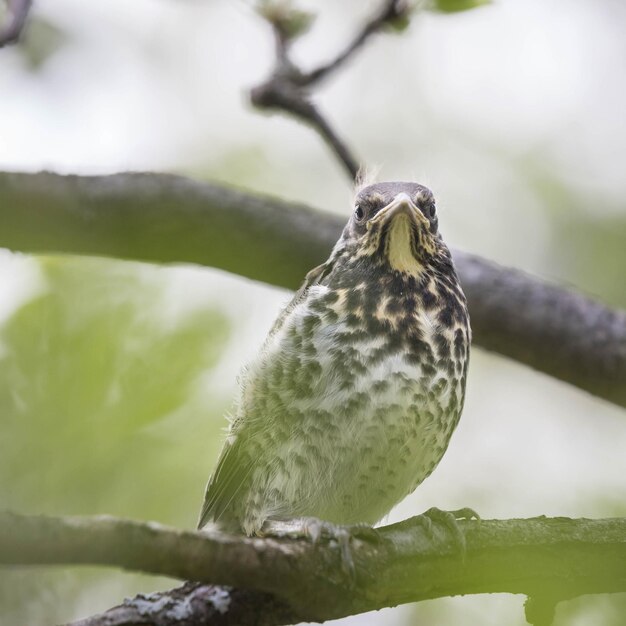 나무에 있는 아구창 병아리 Missel thrush 자연 보호