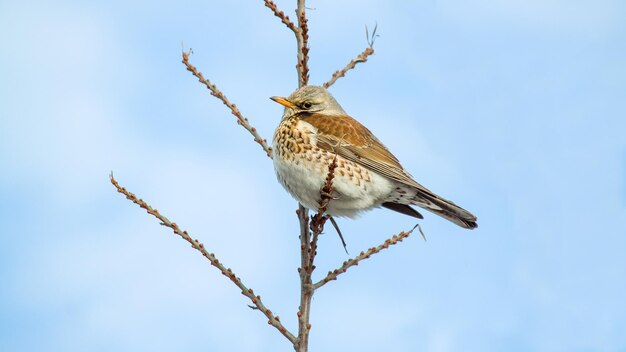 Thrush fieldfare on a branch