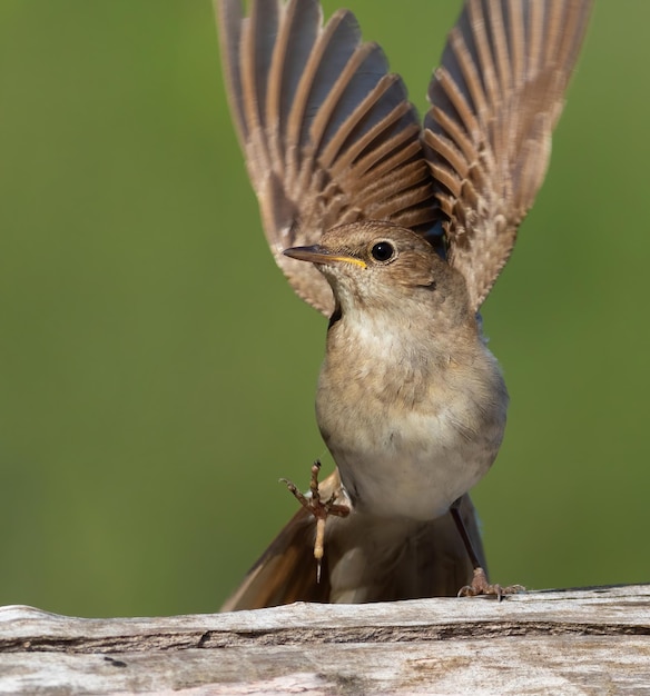 Thrush nightingale Luscinia luscinia A bird flaps its wings and raises its foot