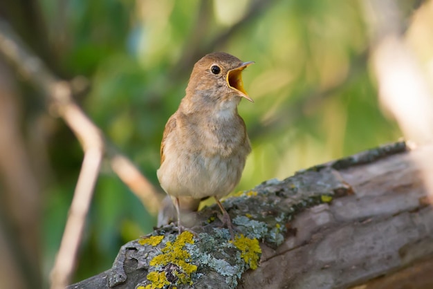 Thrush Nightingale Luscinia luscinia A bird sits on a tree branch and sings