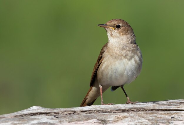 Thrush nightingale Luscinia luscinia An early morning bird sits on an old fallen tree trunk