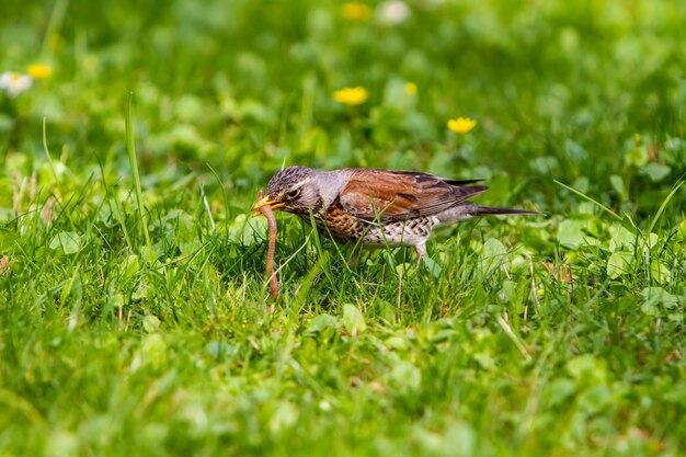 The thrush pulled the earthworm out of the ground and holds it in its beak.