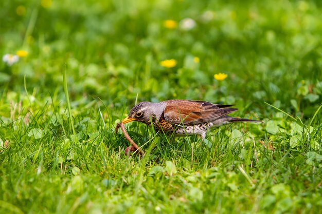 Photo the thrush pulled the earthworm out of the ground and holds it in its beak.