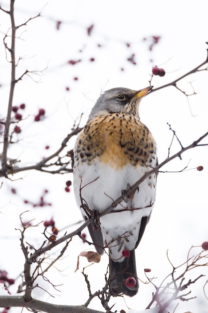 Thrush on a tree