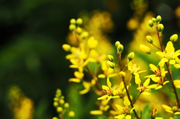 Thryallis glaucabloem in de tuin