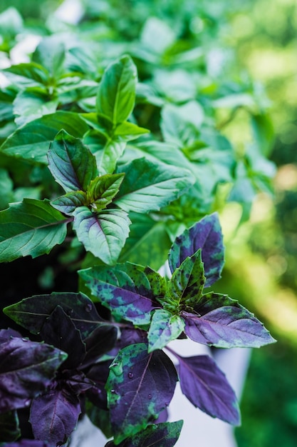 Thuis basilicum kweken planten van dichtbij