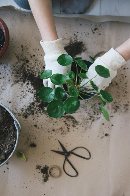 thuis bloemen verplanten lifestyle foto