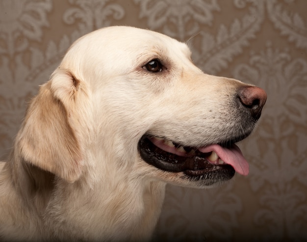 Thuis gefotografeerde golden retrieverhond