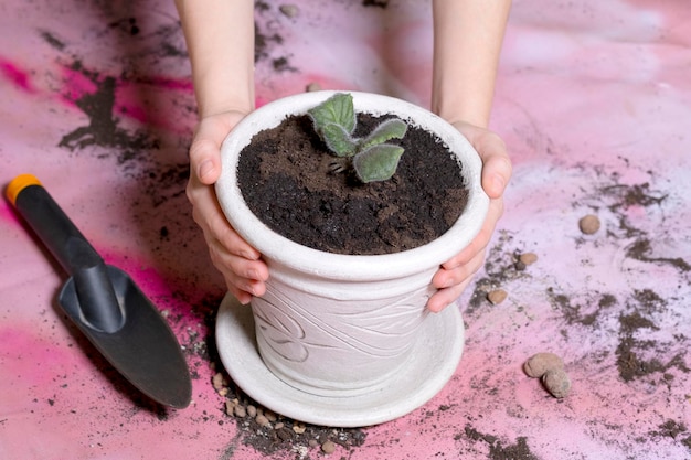 thuis groeien in een pot wordt vastgehouden door vrouwelijke handen ernaast ligt een tuinschep