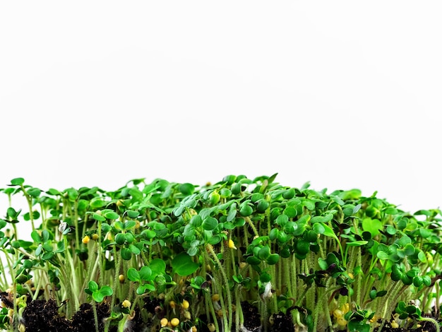 Foto thuis microgreen kweken