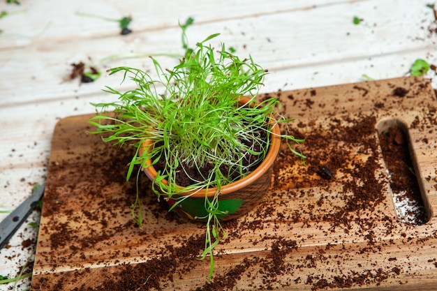 Foto thuis microplanten kweken of rauwe planten voor veganisten