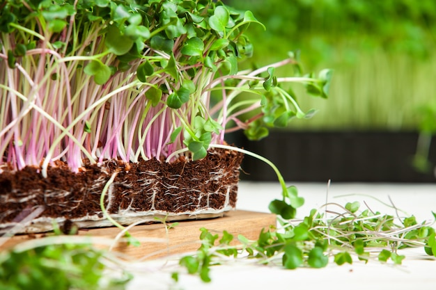 thuis microplanten kweken of rauwe planten voor veganisten