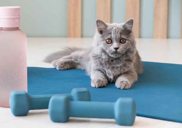 Thuis trainen met dumbbells Kat zit op dumbbells Huisdieren tijdens thuis oefeningen