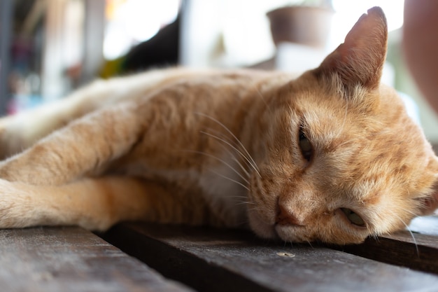 Thuis zorgeloze kat slaapt op de houten vloer.