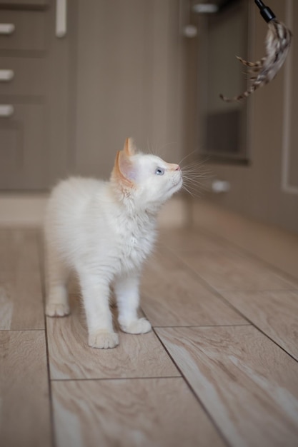 Thuisleven met een huisdier Kitten aan het spelen