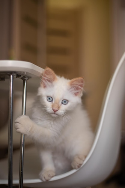 Thuisleven met een huisdier Kitten speelt op een stoel