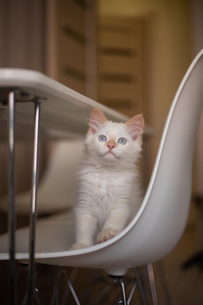 Thuisleven met een huisdier Kitten speelt op een stoel