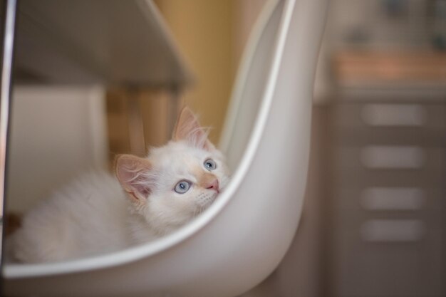 Thuisleven met een huisdier Kitten speelt op een stoel