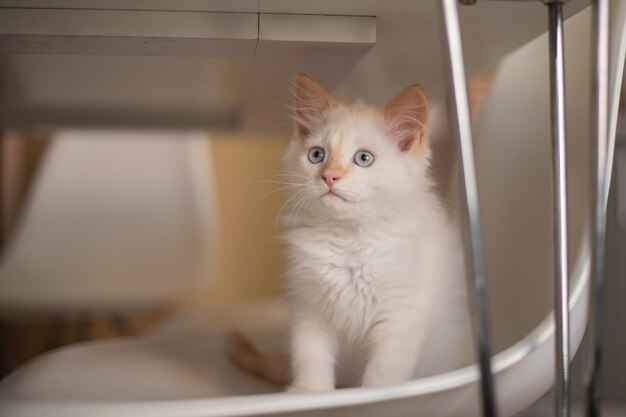 Thuisleven met een huisdier Kitten speelt op een stoel