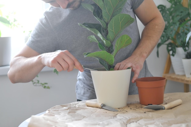 Thuisplanten verplanten. Een man die kamerplant Ficus lyrata of vioolbladvijg oppot.