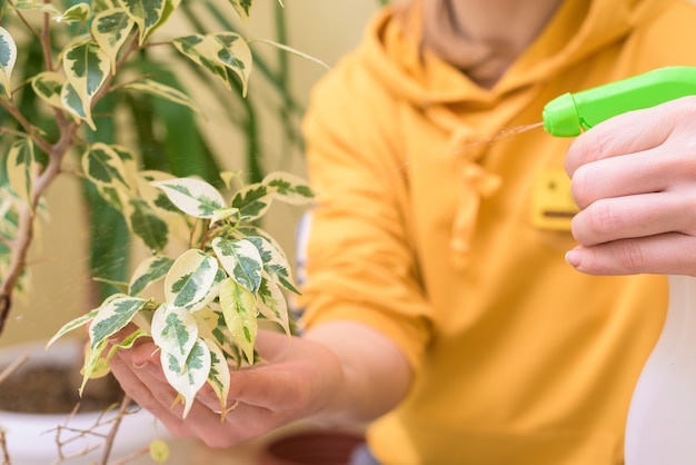 Thuiszorg voor kamerplanten, huisbloemen besproeien met een spuitpistool. een vrouw in een gele trui wast en verzorgt planten.