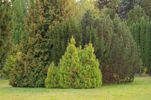 Thuja berry yew and Christmas tree in the park