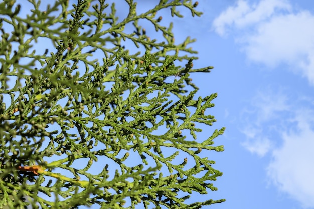 Thuja-boomtak in de natuur tegen de lucht