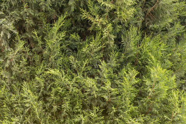 Thuja branches as a background bright green spruce background