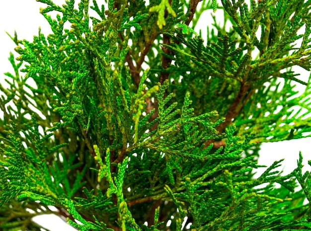 Thuja branches close-up isolated on white background