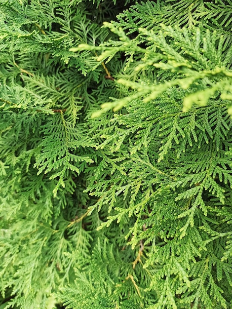 Photo thuja branches close-up.