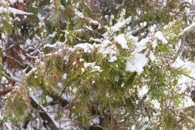 눈으로 덮인 Thuja 가지