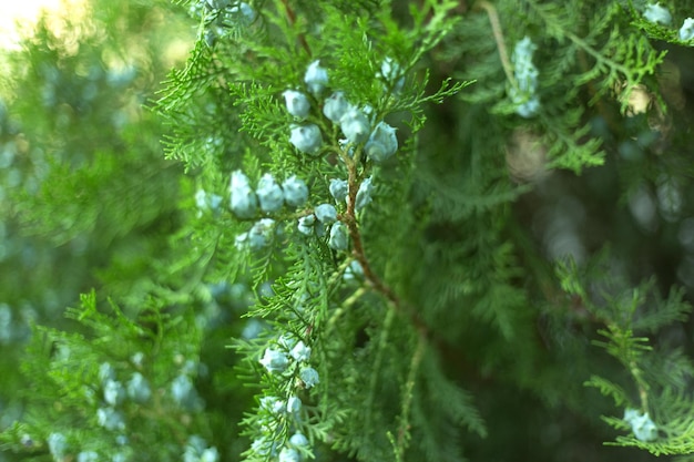 콘이 있는 Thuja 지점은 배경을 닫습니다.