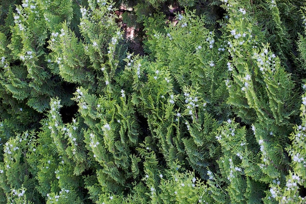 Thuja bush and its berries